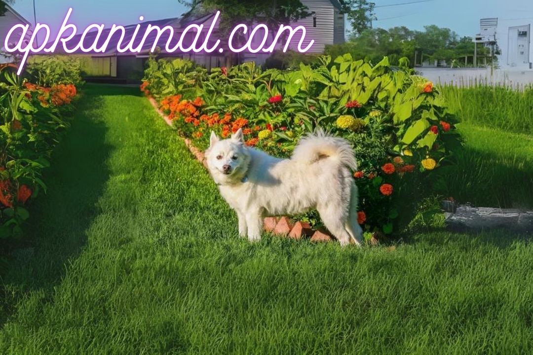 American Eskimo Dog