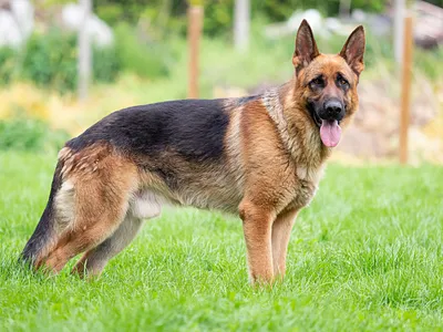 Can a German Shepherd live 20 years?