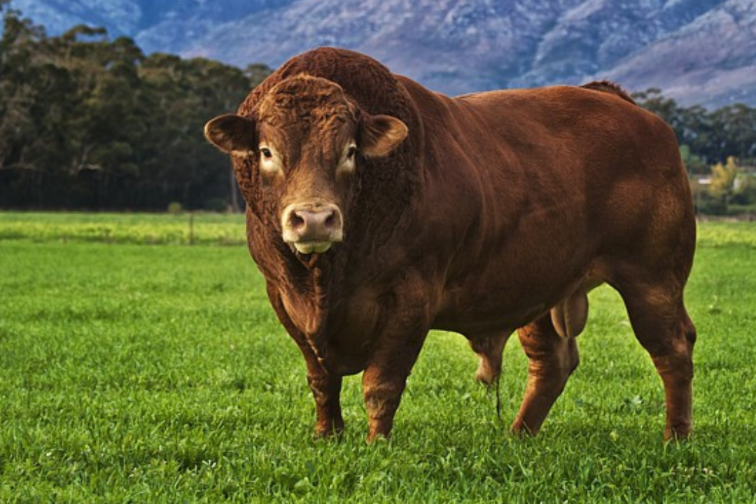 What are the disadvantages of a Limousin cow?