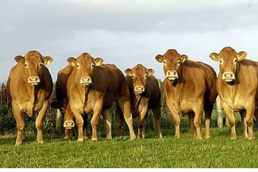 What are the disadvantages of a Limousin cow?