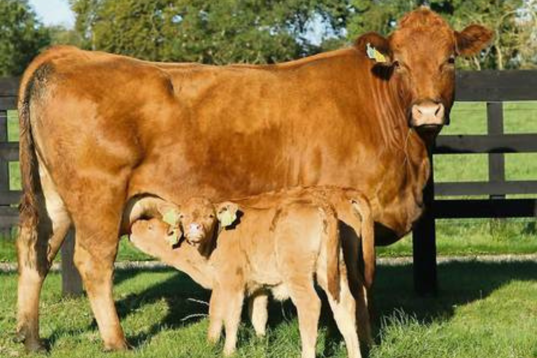 What are the disadvantages of a Limousin cow?