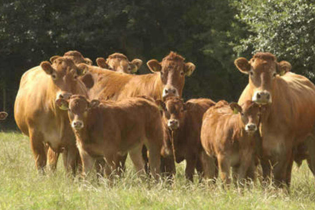 What are the disadvantages of a Limousin cow?