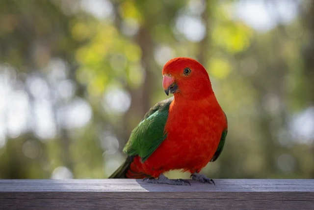 What does parrot mean in slang?