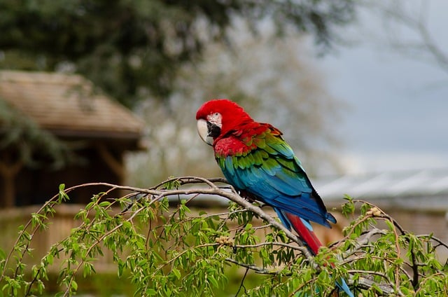 What does parrot mean in slang?