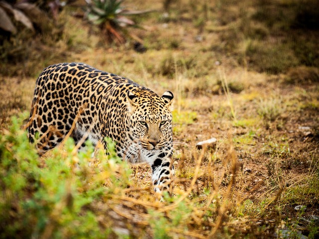 What are 5 interesting facts about leopards?