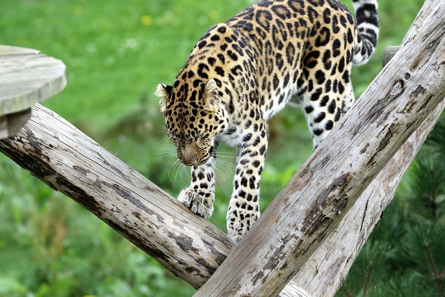 What are 5 interesting facts about leopards?