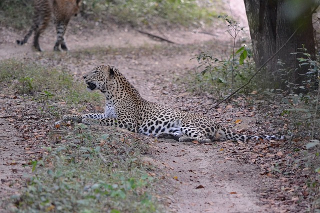 What are 5 interesting facts about leopards?